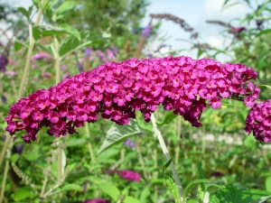 Buddleja davidii 'Royal Red'