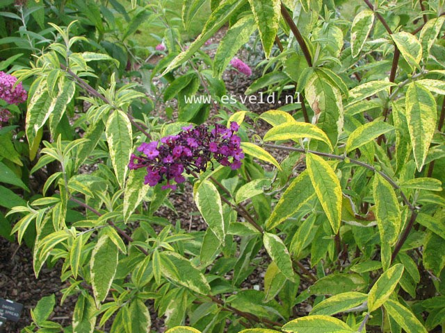 Buddleja davidii 'Santana'
