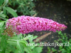 Buddleja davidii 'Summer Beauty'