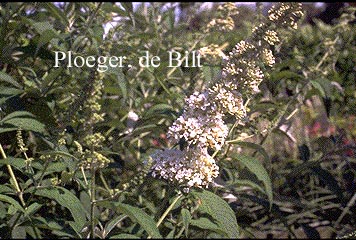 Buddleja davidii 'White Profusion'