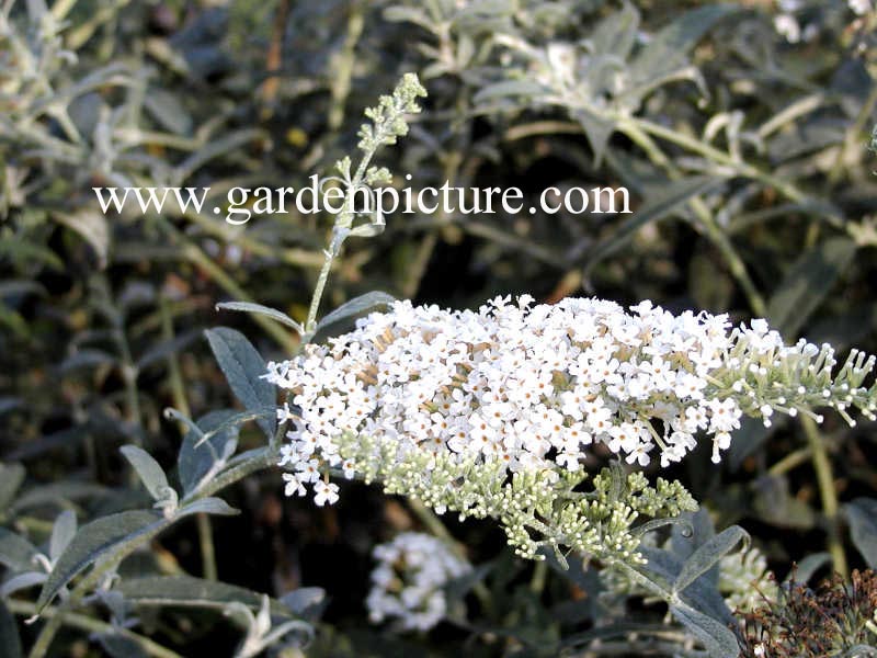 Buddleja davidii 'White Spread'