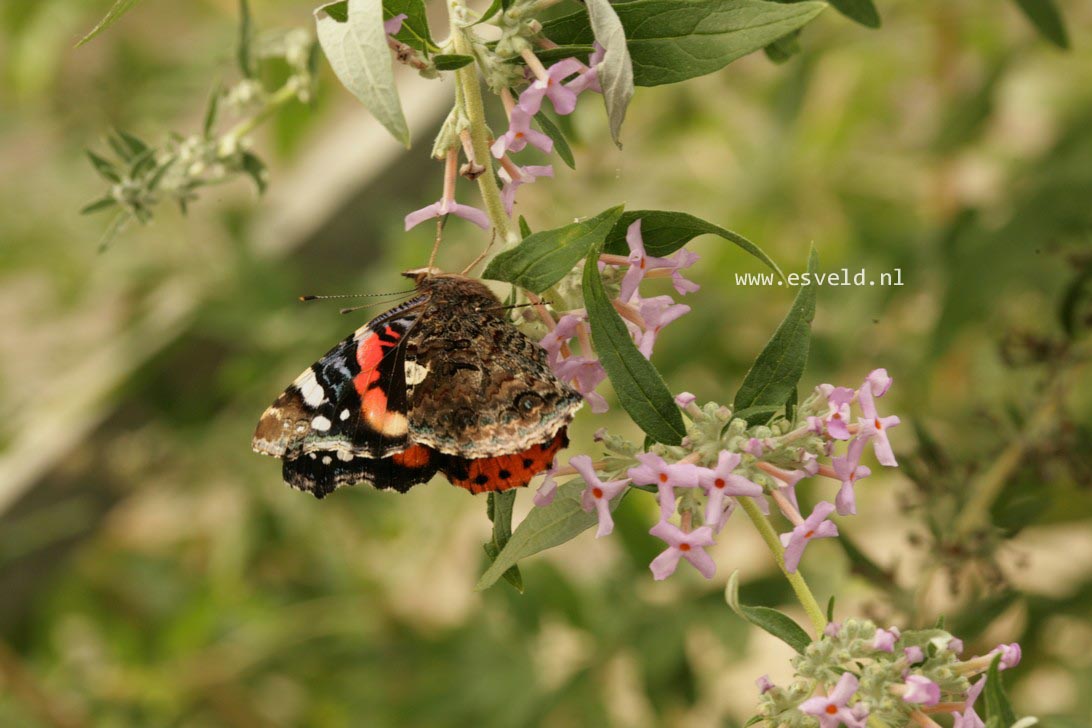 Buddleja pikei