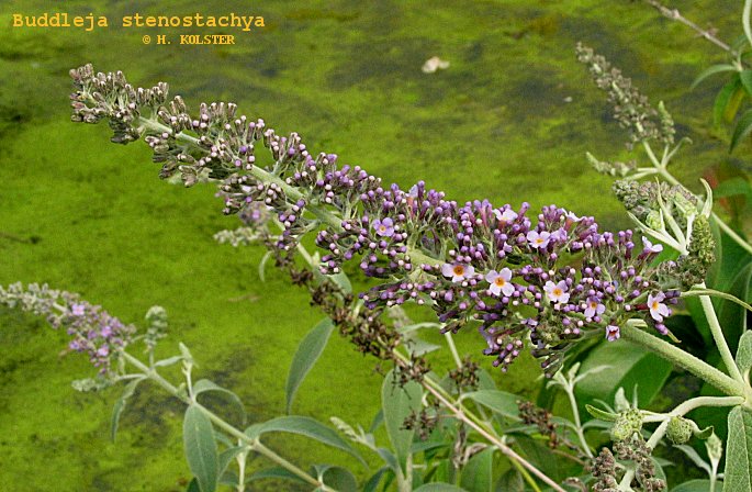 Buddleja stenostachya Buddleja stenostachya