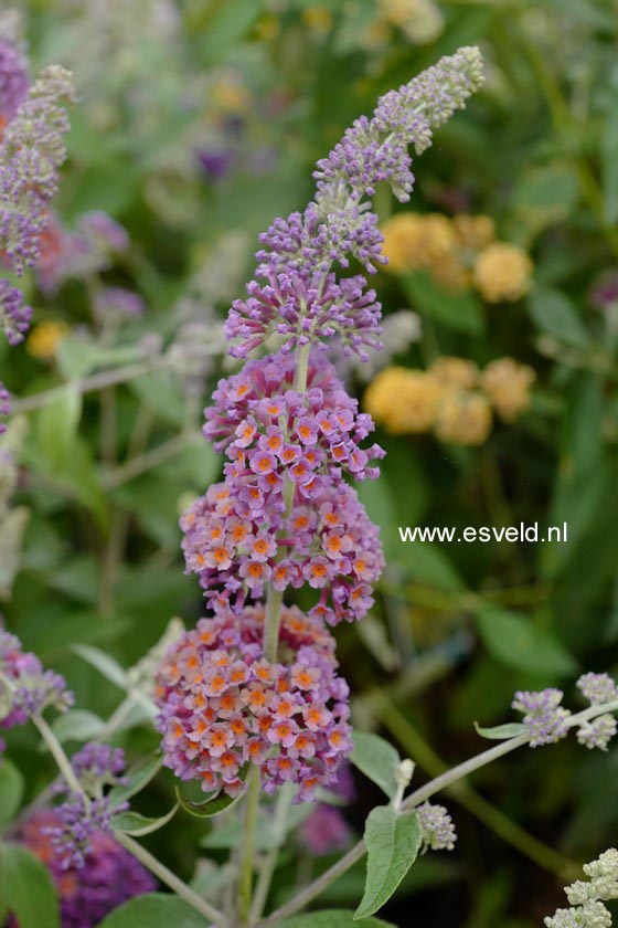 Buddleja weyeriana 'Flower Power'