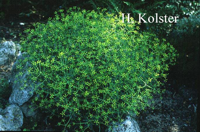Bupleurum spinosum