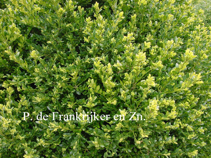 Buxus 'Green Mound'