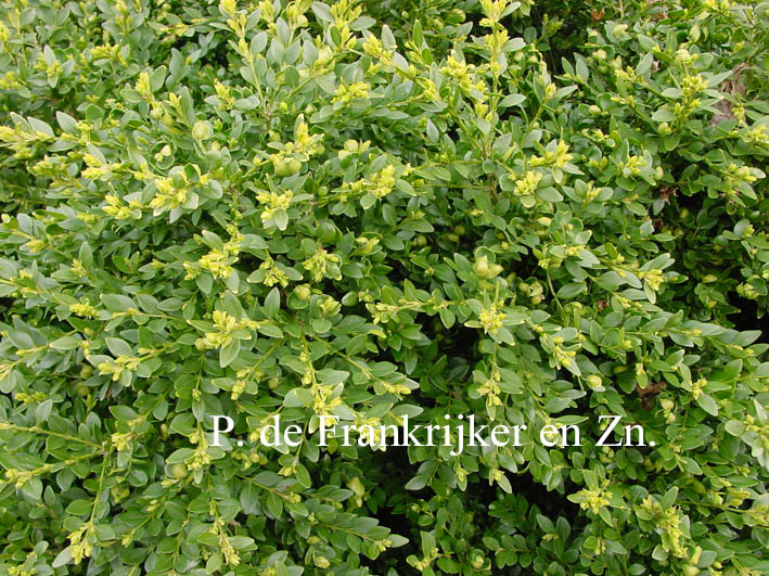 Buxus 'Green Velvet' (69989)