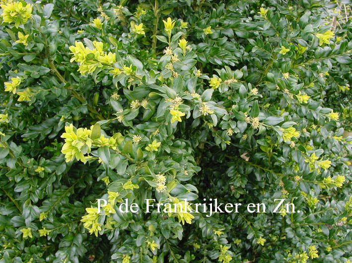 Buxus 'Green Wave' Buxus 'Green Wave'