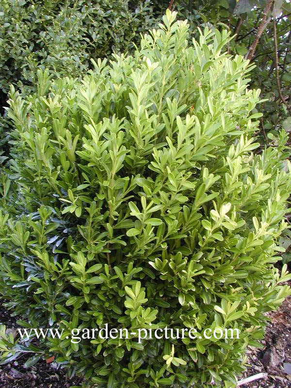 Buxus bodinieri
