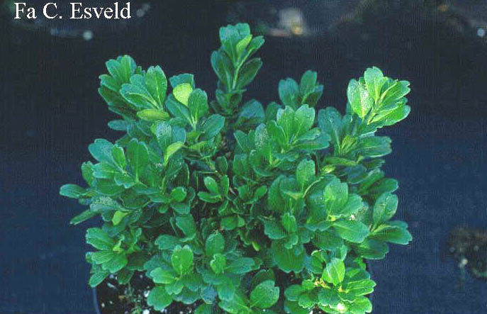 Buxus harlandii 'Richard'