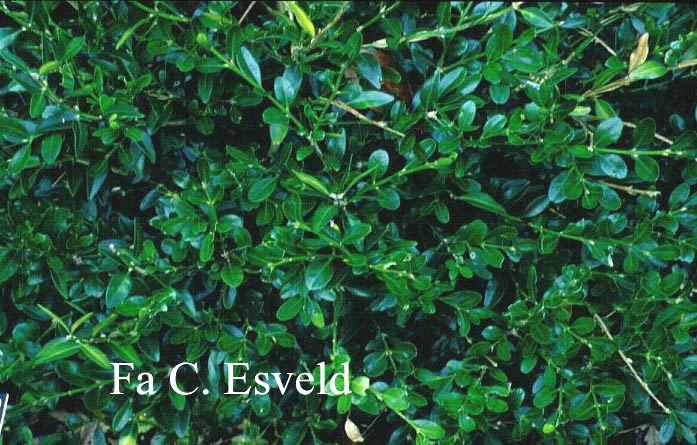 Buxus hyrcanus Buxus hyrcanus