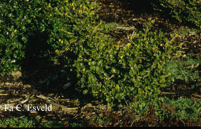 Buxus microphylla 'Green Jade' (5439)