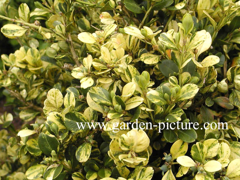 Buxus microphylla 'Kinsha'