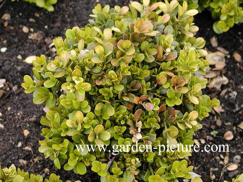 Buxus microphylla 'Morris Dwarf'