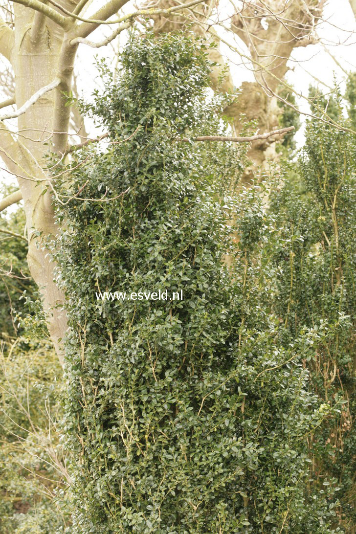 Buxus microphylla 'Morris Fastigiate'