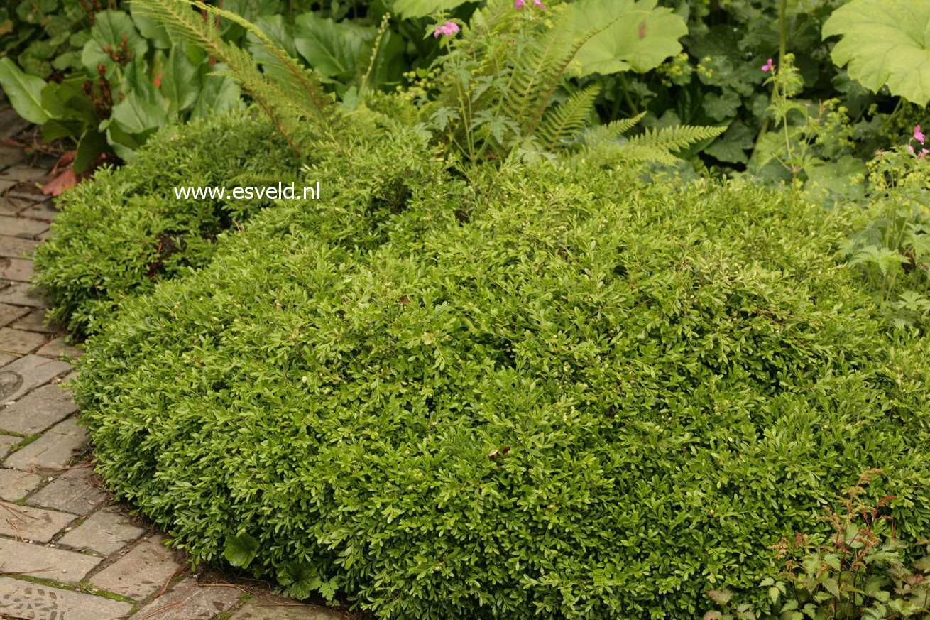 Buxus microphylla 'Rococo'