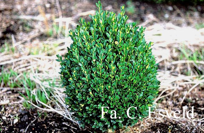 Buxus microphylla 'West Ridgeway'