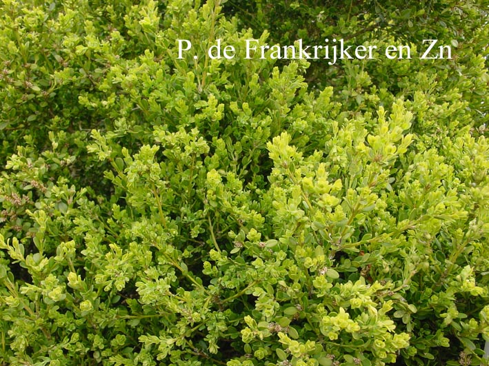 Buxus microphylla sinica