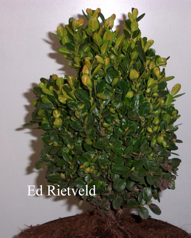 Buxus sempervirens 'Anderson'