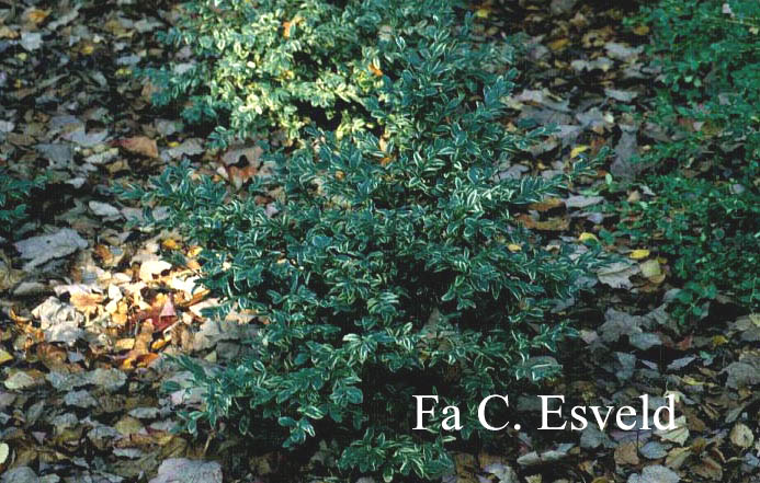 Buxus sempervirens 'Argentea' (3767)