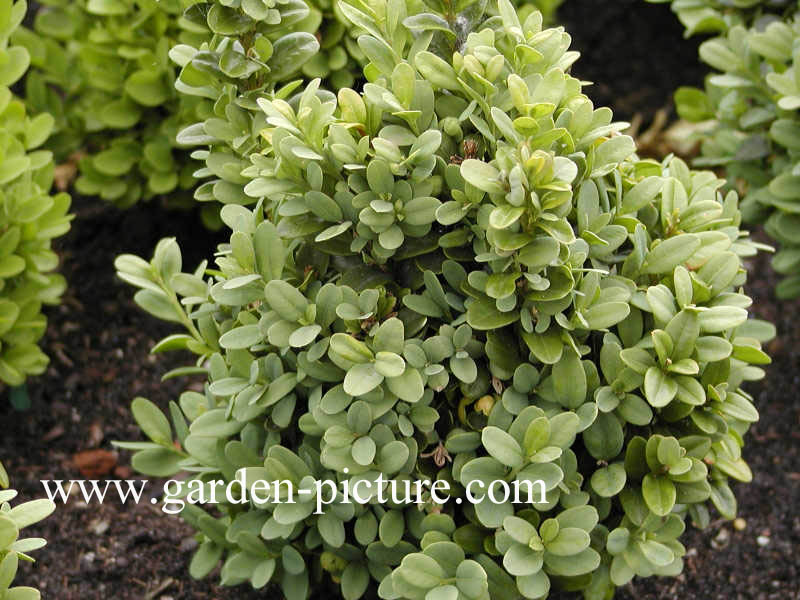 Buxus sempervirens 'Blauer Heinz'