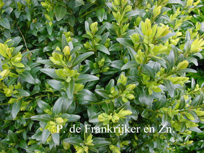 Buxus sempervirens 'Compact Barza'