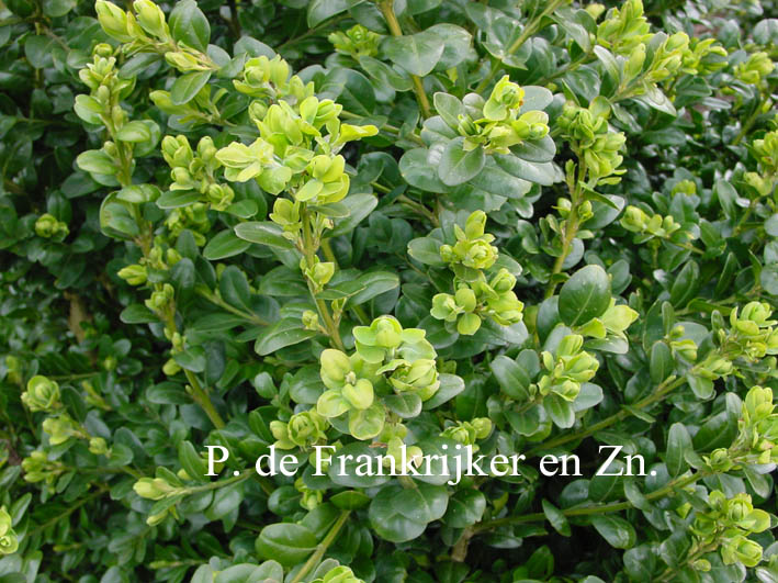 Buxus sempervirens 'Denmark'