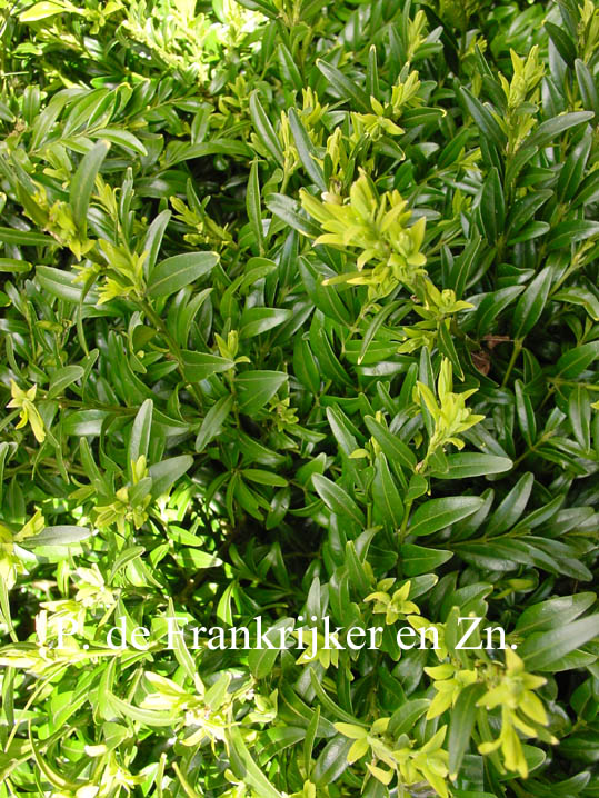 Buxus sempervirens 'Fiesta' (69974)