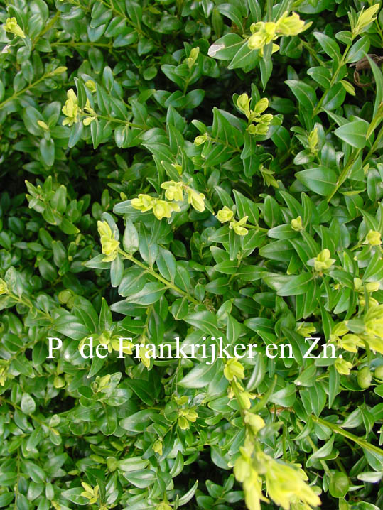 Buxus sempervirens 'Fleur de Lys'