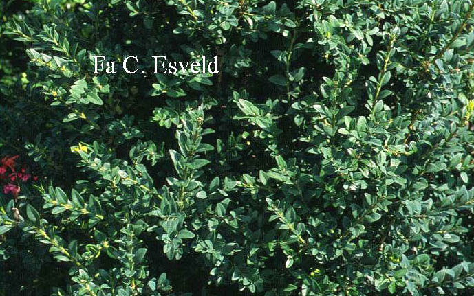 Buxus sempervirens 'Grand Rapids' (3219)