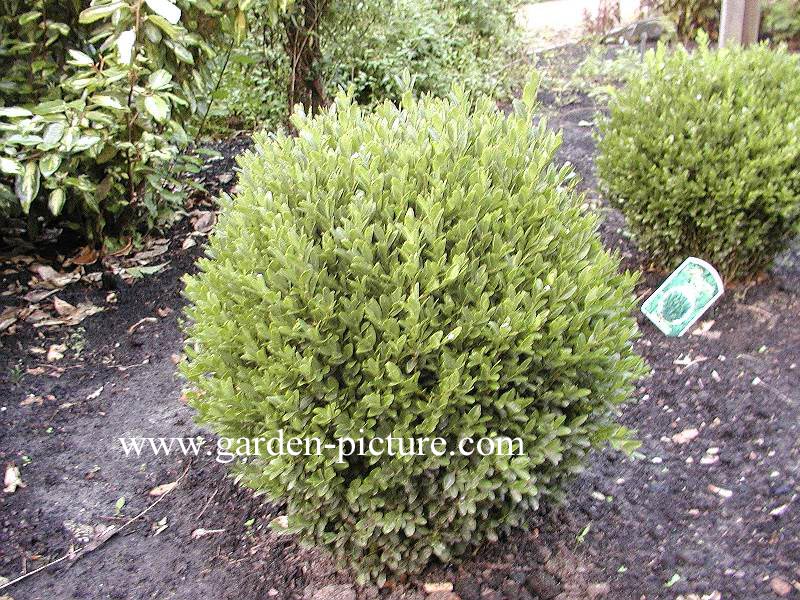 Buxus sempervirens 'Green Balloon'