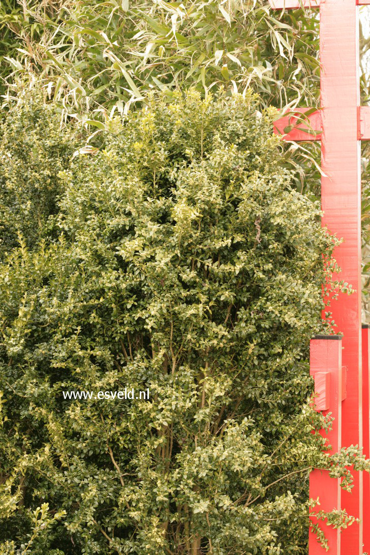 Buxus sempervirens 'Ipek'