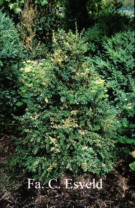 Buxus sempervirens 'Karmen'