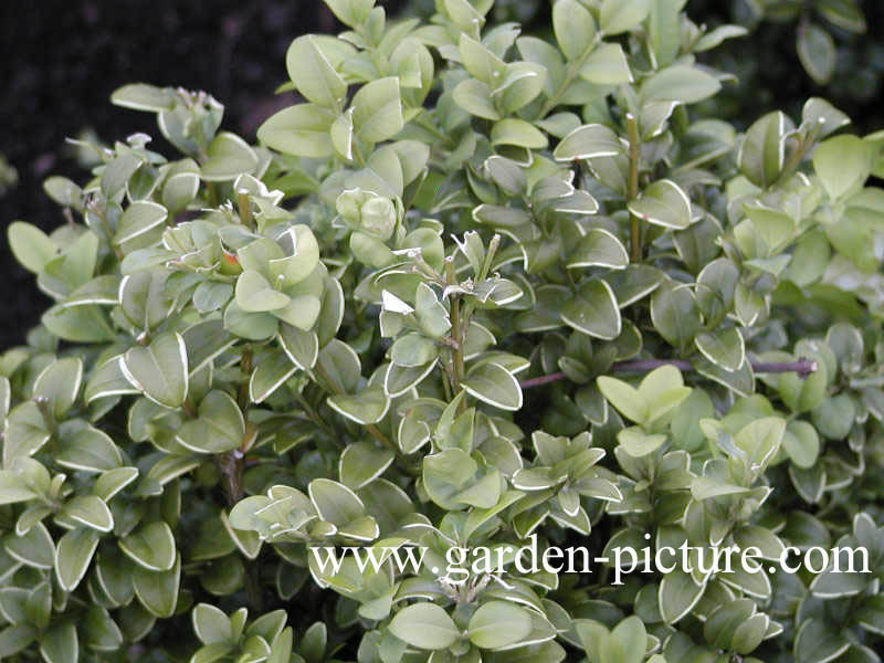 Buxus sempervirens 'Latifolia Macrophylla'