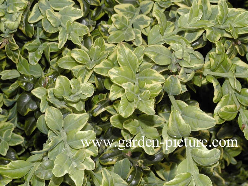 Buxus sempervirens 'Marginata'
