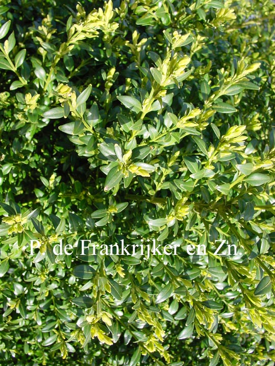 Buxus sempervirens 'Marian' (69964)