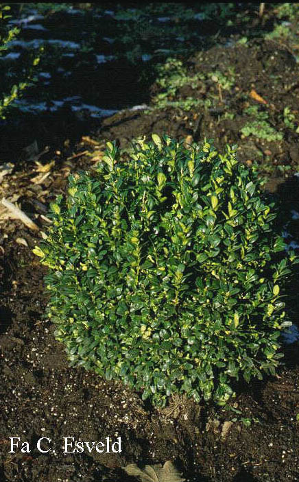 Buxus sempervirens 'Memorial'