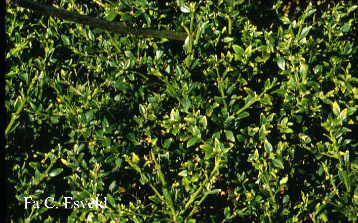 Buxus sempervirens 'Myosotifolia' Buxus sempervirens 'Myosotifolia'