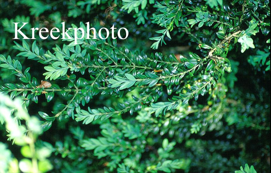 Buxus sempervirens 'Myrtifolia'