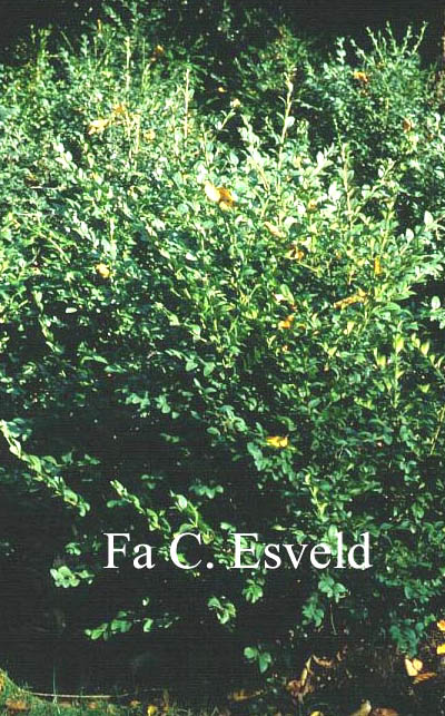 Buxus sempervirens 'Navicularis'