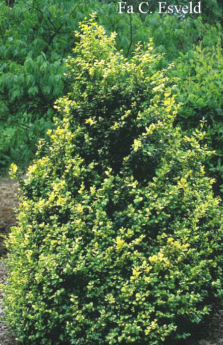 Buxus sempervirens 'Notata' (syn. 'Goldtip') (4958)