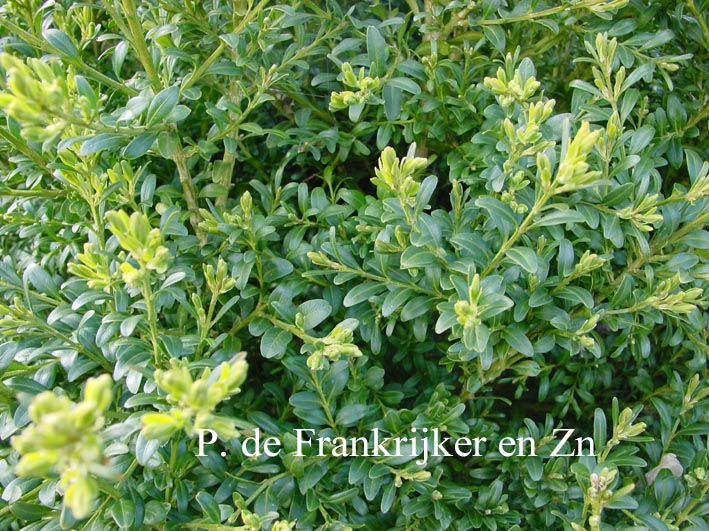Buxus sempervirens 'Ornament'
