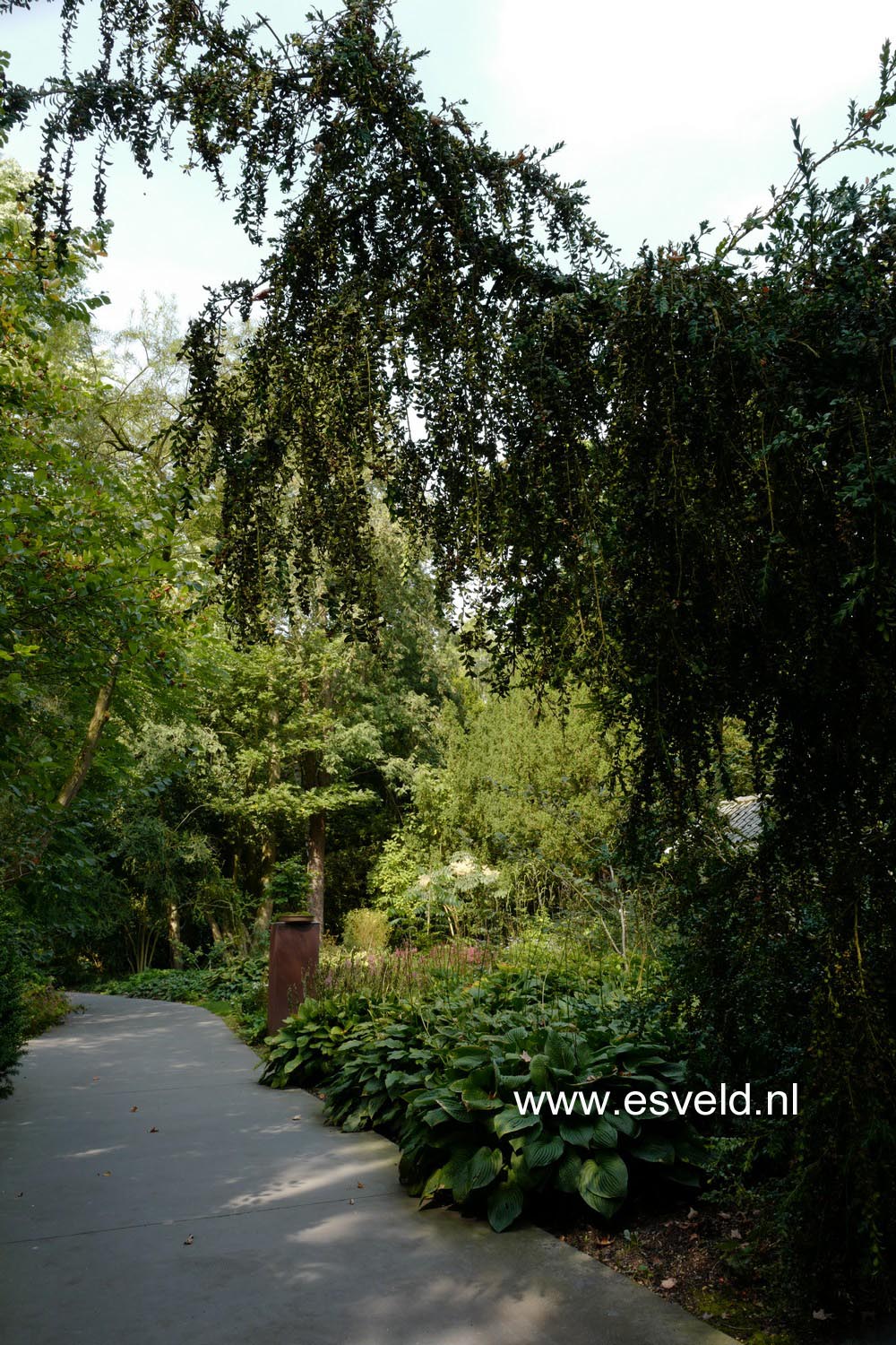 Buxus sempervirens 'Pendula'