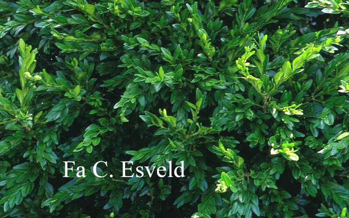 Buxus sempervirens 'Planifolia'