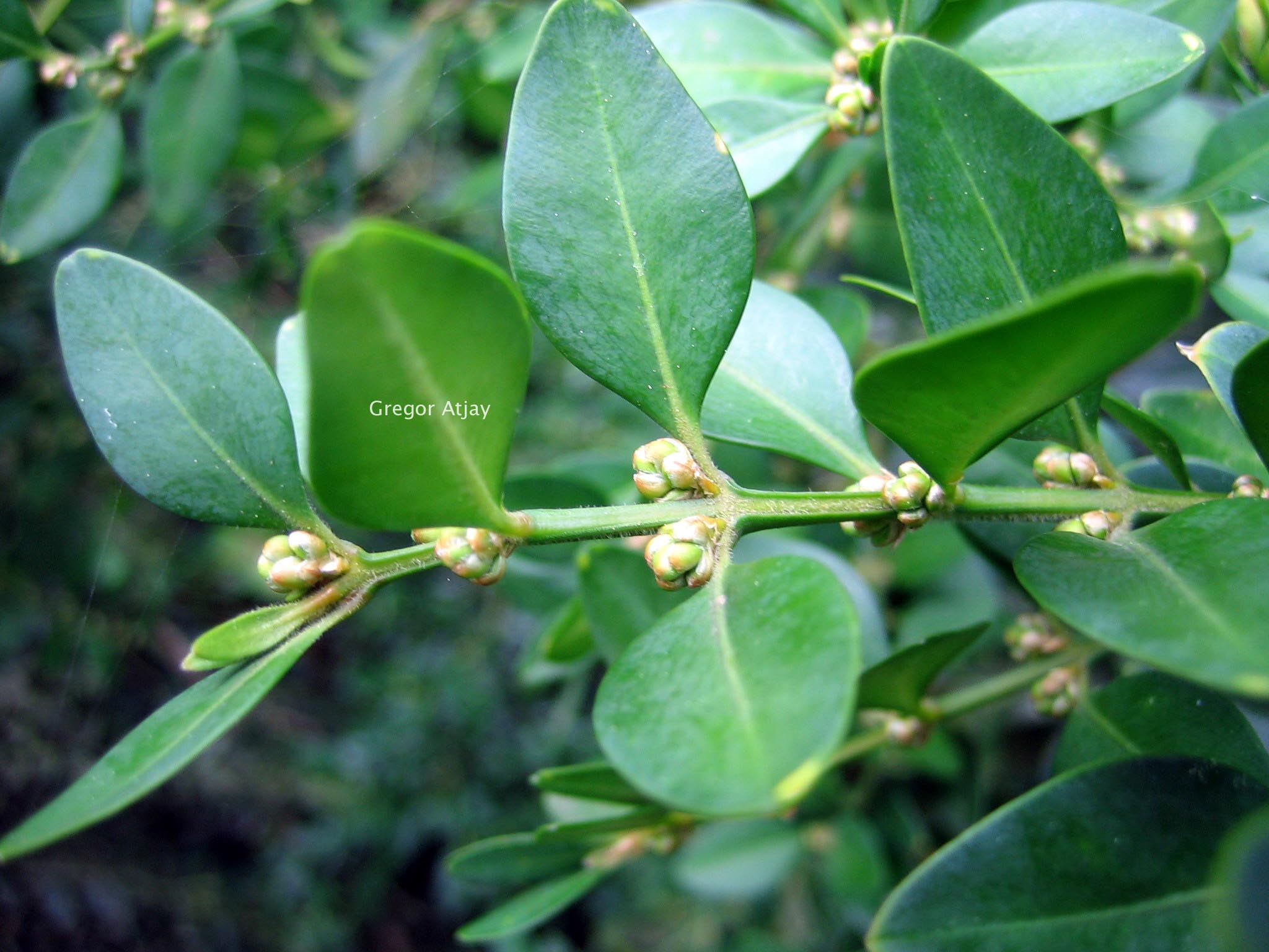 Buxus sempervirens 'Prostrata'