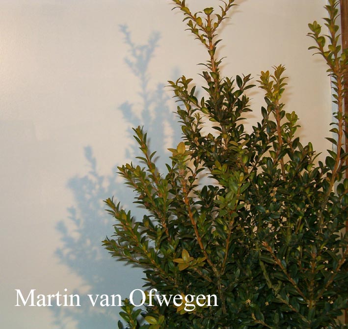 Buxus sempervirens 'Pullman'