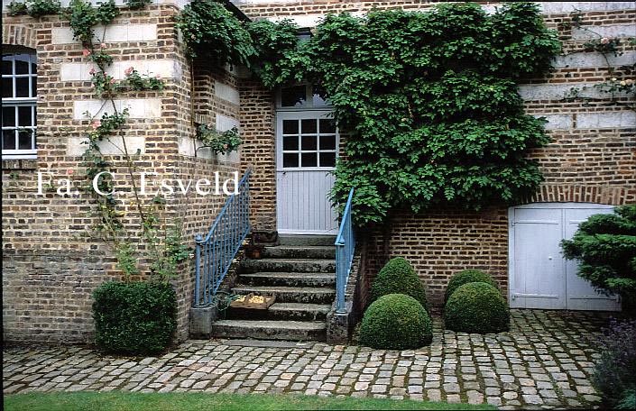 Buxus sempervirens 'Suffruticosa'