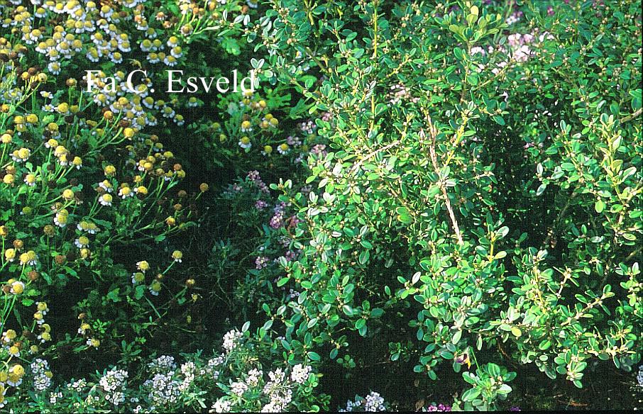 Buxus sinica var. insularis