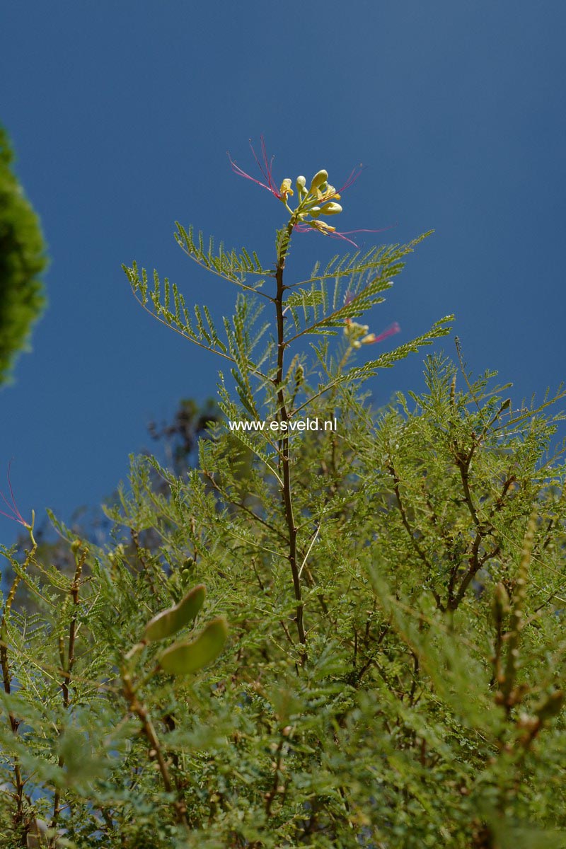 Caesalpinia gilliesii