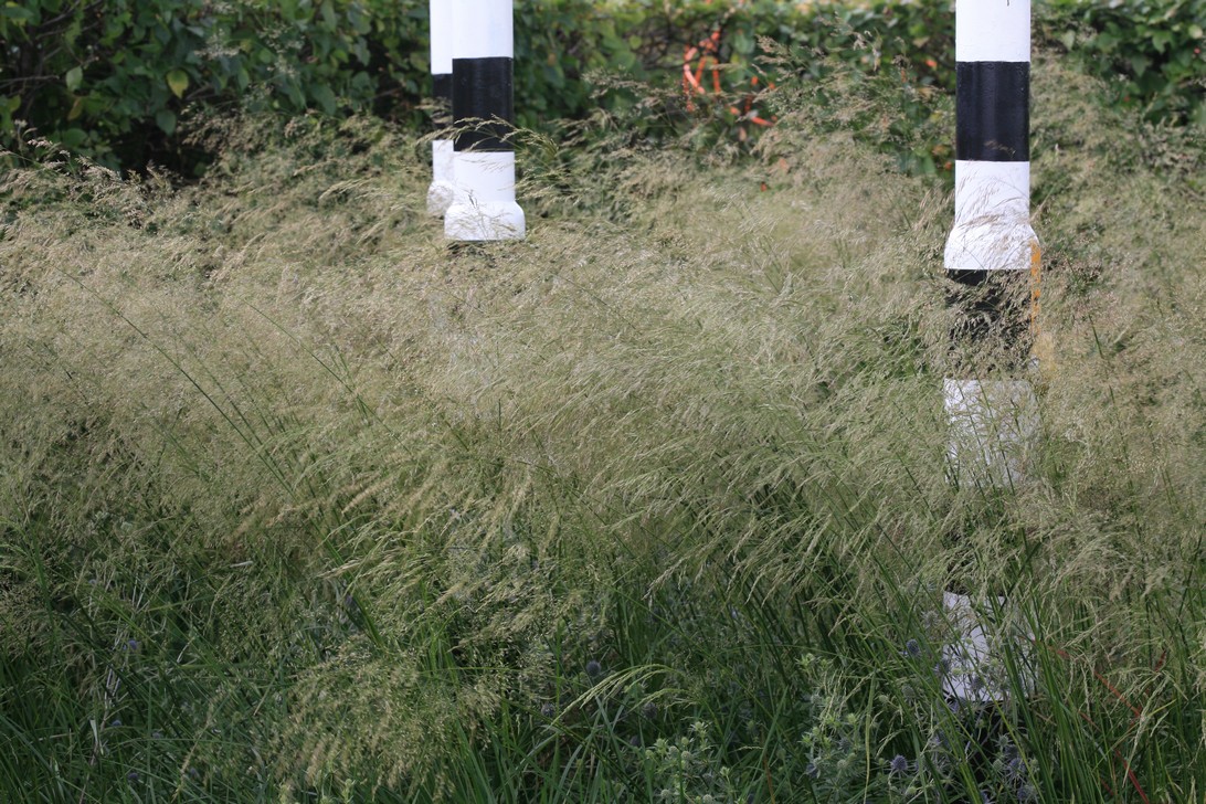 Calamagrostis arundinacea (34600)